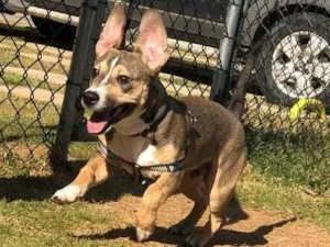 Cachorro raça Vila lata com Pit Bull  idade 7 a 11 meses nome Bob