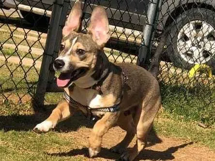 Cachorro ra a Vila lata com Pit Bull  idade 7 a 11 meses nome Bob