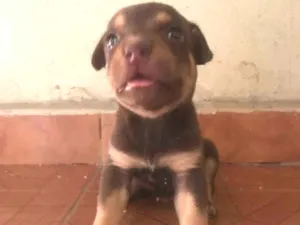 Cachorro raça  idade 2 a 6 meses nome Sem nomes 