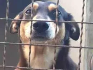 Cachorro raça Sem raça definida idade 5 anos nome Simba