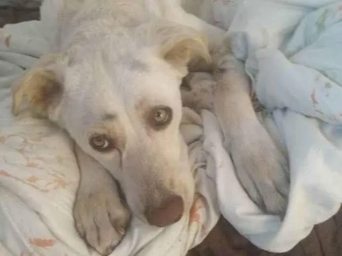 Cachorro ra a Indefinido idade 2 anos nome Amora 