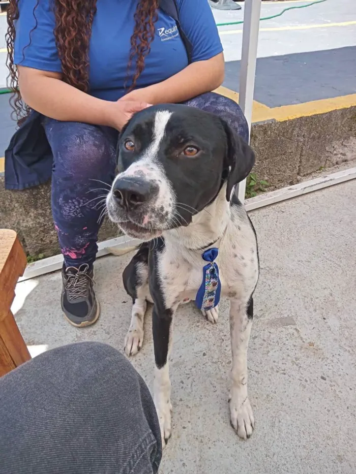 Cachorro ra a mestiço boxer idade 1 ano nome scooby