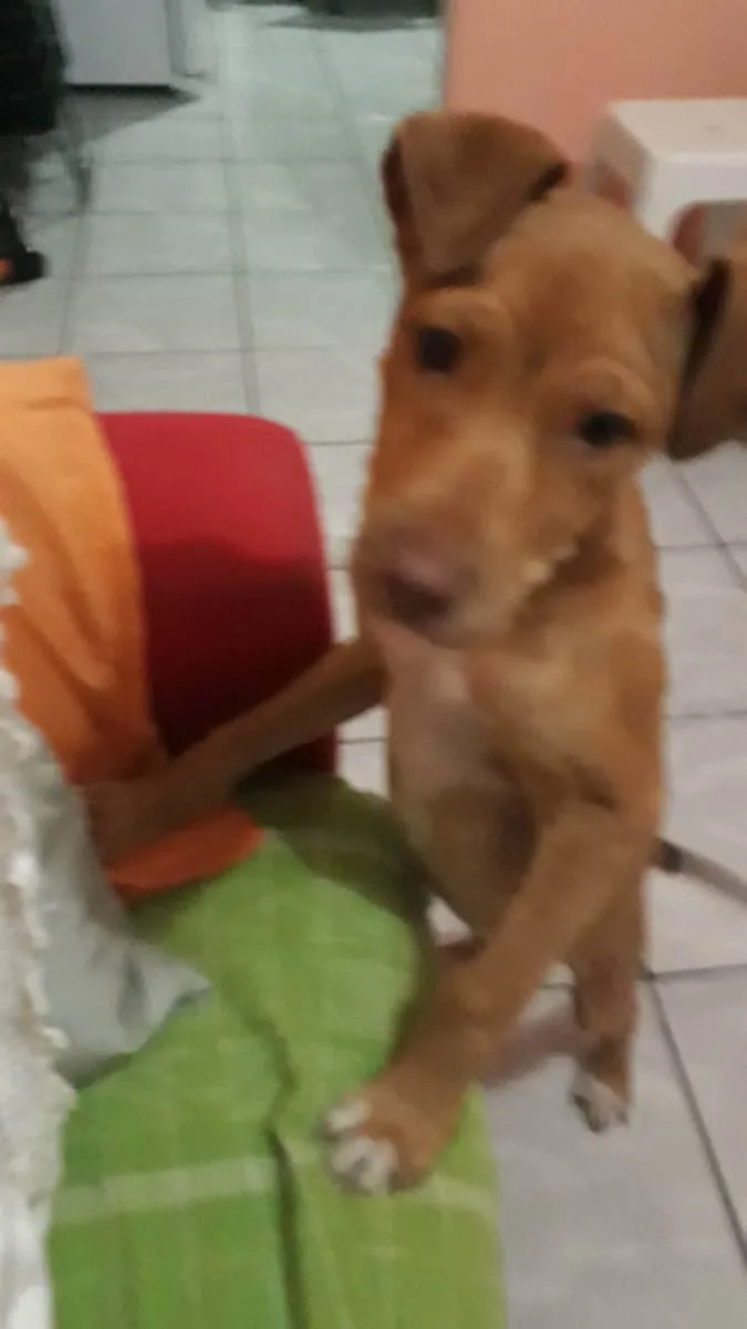 Cachorro ra a Mestiço de Pitbull idade 2 a 6 meses nome Billy