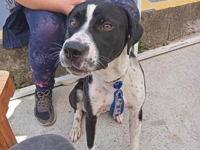 Cachorro ra a mestiço boxer idade 1 ano nome scooby