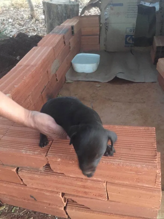 Cachorro ra a Sem raça  idade Abaixo de 2 meses nome Filhotes 
