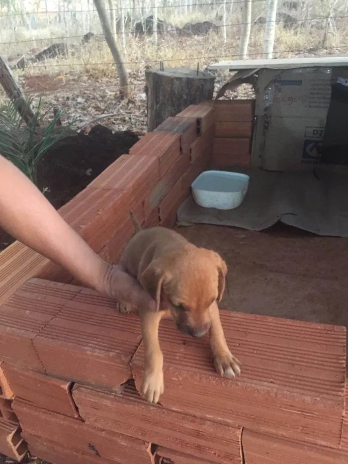 Cachorro ra a Sem raça  idade Abaixo de 2 meses nome Filhotes 