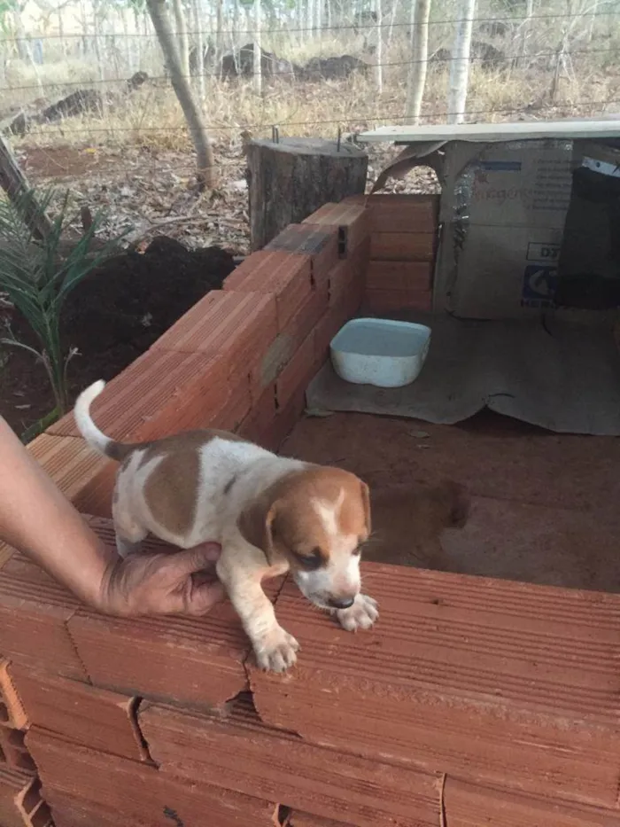 Cachorro ra a Sem raça  idade Abaixo de 2 meses nome Filhotes 