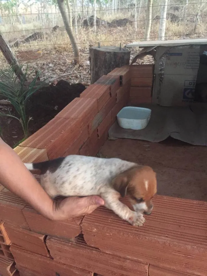 Cachorro ra a Sem raça  idade Abaixo de 2 meses nome Filhotes 