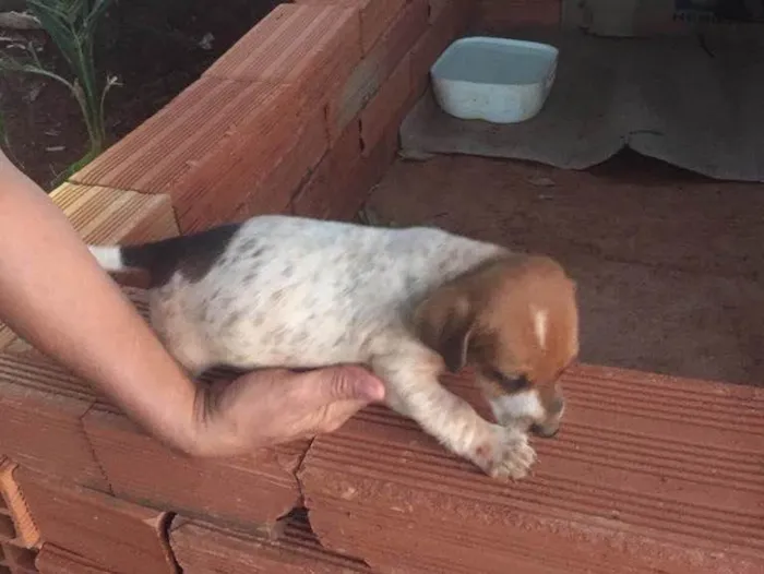 Cachorro ra a Sem raça  idade Abaixo de 2 meses nome Filhotes 