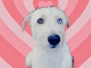 Cachorro raça Srd idade 1 ano nome Fluffy lindo urgente