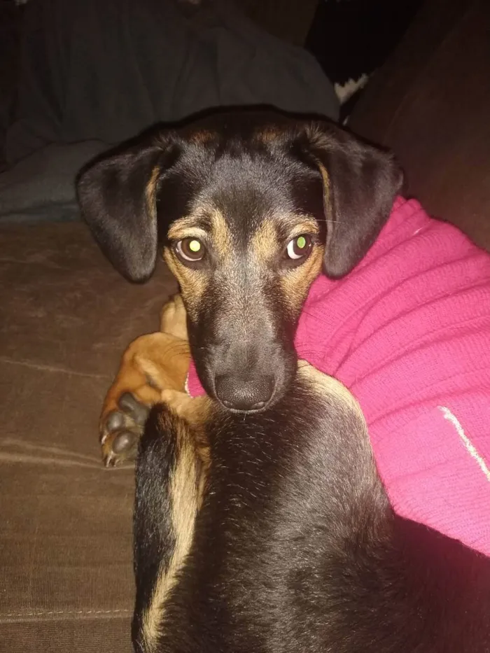 Cachorro raça Vira Lata idade 7 a 11 meses nome Joaquim 