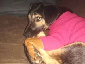 Cachorro raça Vira Lata idade 7 a 11 meses nome Joaquim 