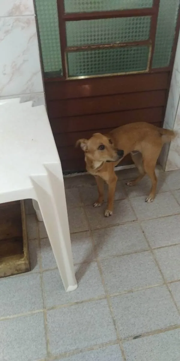 Cachorro ra a Vira lata idade 7 a 11 meses nome Lucky