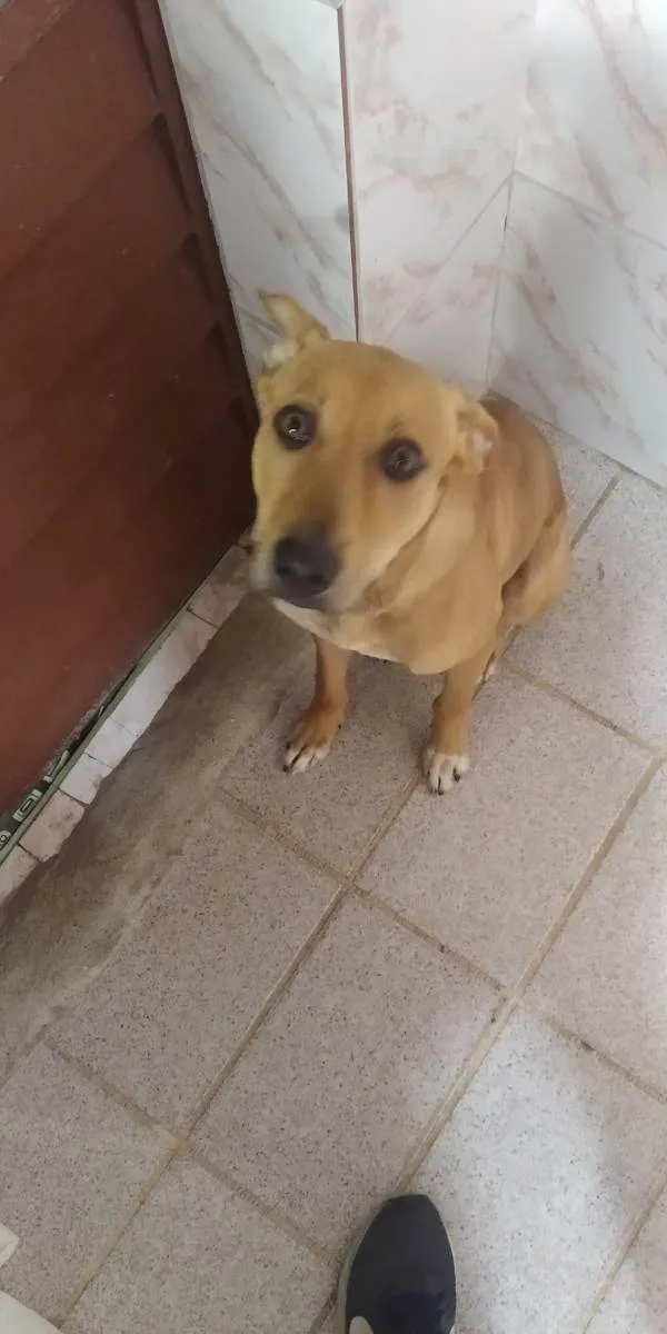 Cachorro ra a Vira lata idade 7 a 11 meses nome Lucky