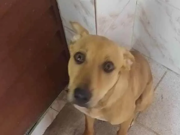 Cachorro ra a Vira lata idade 7 a 11 meses nome Lucky