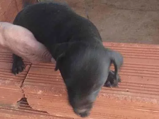 Cachorro ra a Sem raça  idade Abaixo de 2 meses nome Filhotes 