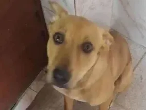 Cachorro raça Vira lata idade 7 a 11 meses nome Lucky