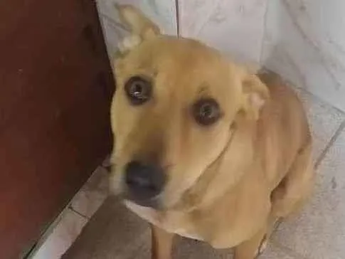 Cachorro ra a Vira lata idade 7 a 11 meses nome Lucky