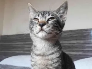 Gato raça Sem raça definida  idade 2 a 6 meses nome Sem nome 