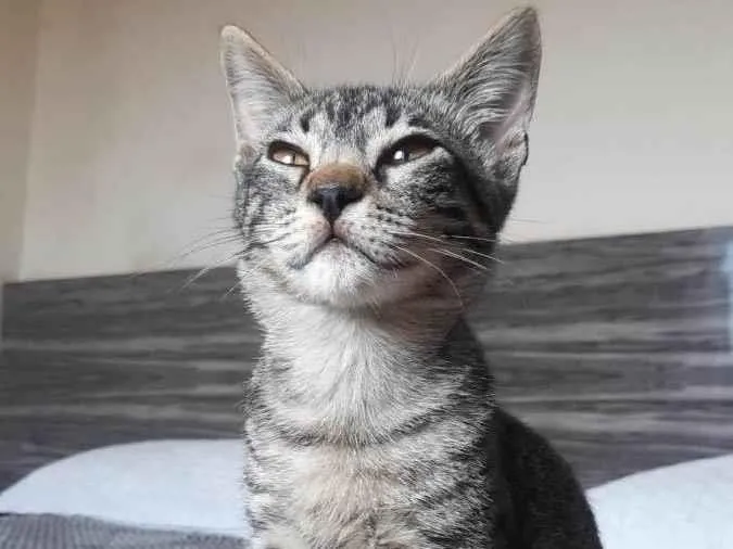 Gato ra a Sem raça definida  idade 2 a 6 meses nome Sem nome 