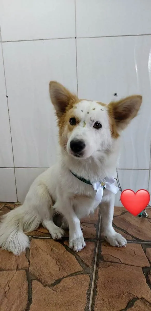 Cachorro ra a Golden misturado com vira lata idade 1 ano nome Stella