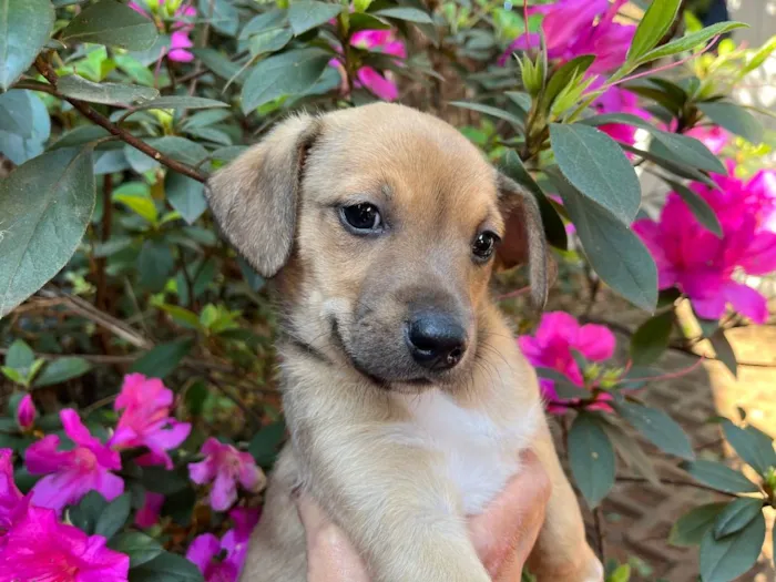 Cachorro raça SRD  idade 2 a 6 meses nome Sem Nome
