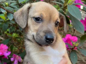 Cachorro raça SRD  idade 2 a 6 meses nome Sem Nome