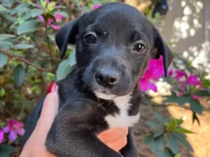 Cachorro raça SRD idade 2 a 6 meses nome Sem Nome