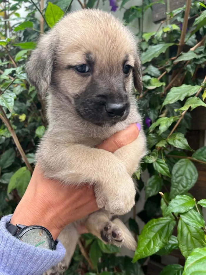 Cachorro raça SRD idade Abaixo de 2 meses nome Sem nome