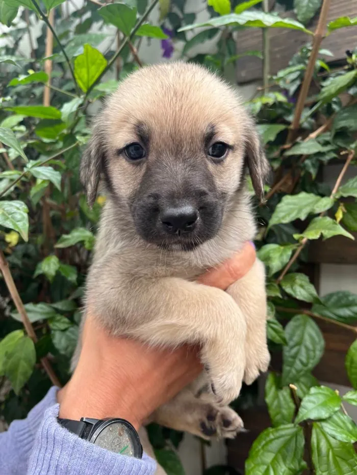 Cachorro raça SRD idade Abaixo de 2 meses nome Sem nome