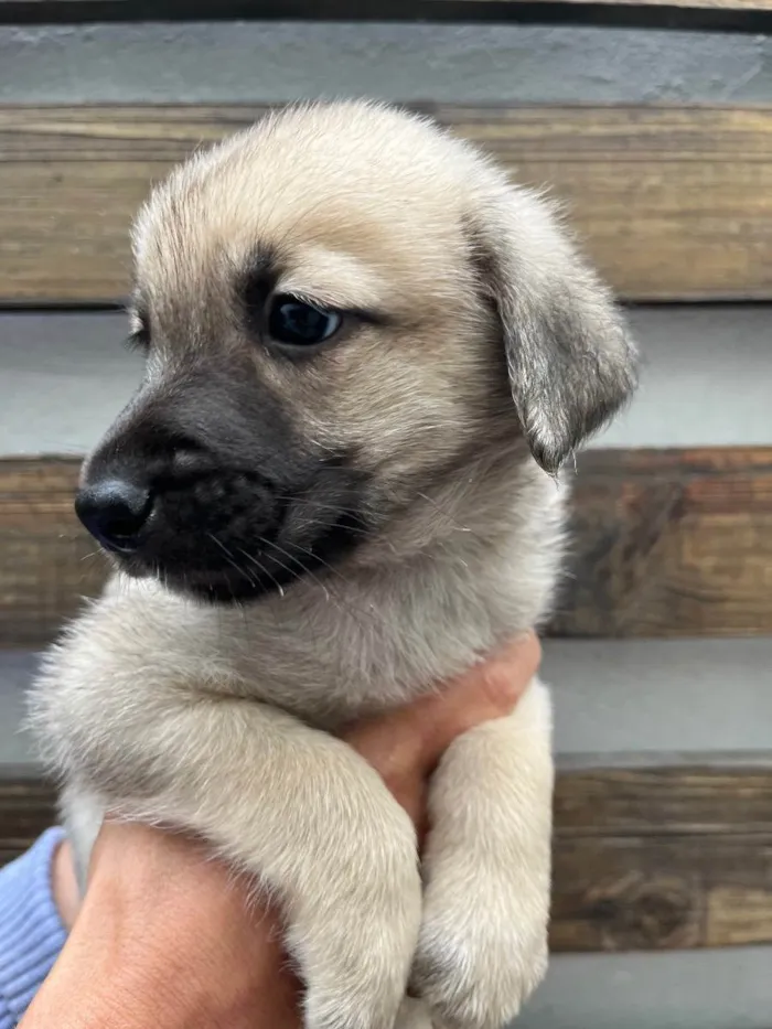 Cachorro raça SRD idade Abaixo de 2 meses nome Sem nome
