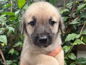 Cachorro raça SRD idade Abaixo de 2 meses nome Sem nome