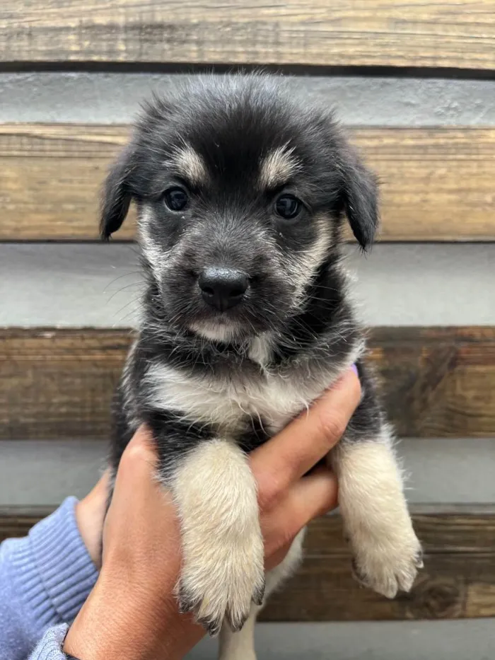 Cachorro raça SRD idade Abaixo de 2 meses nome Sem Nome