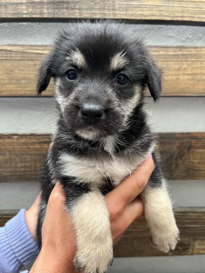 Cachorro raça SRD idade Abaixo de 2 meses nome Sem Nome