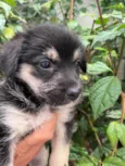 Cachorro raça SRD idade Abaixo de 2 meses nome Sem Nome