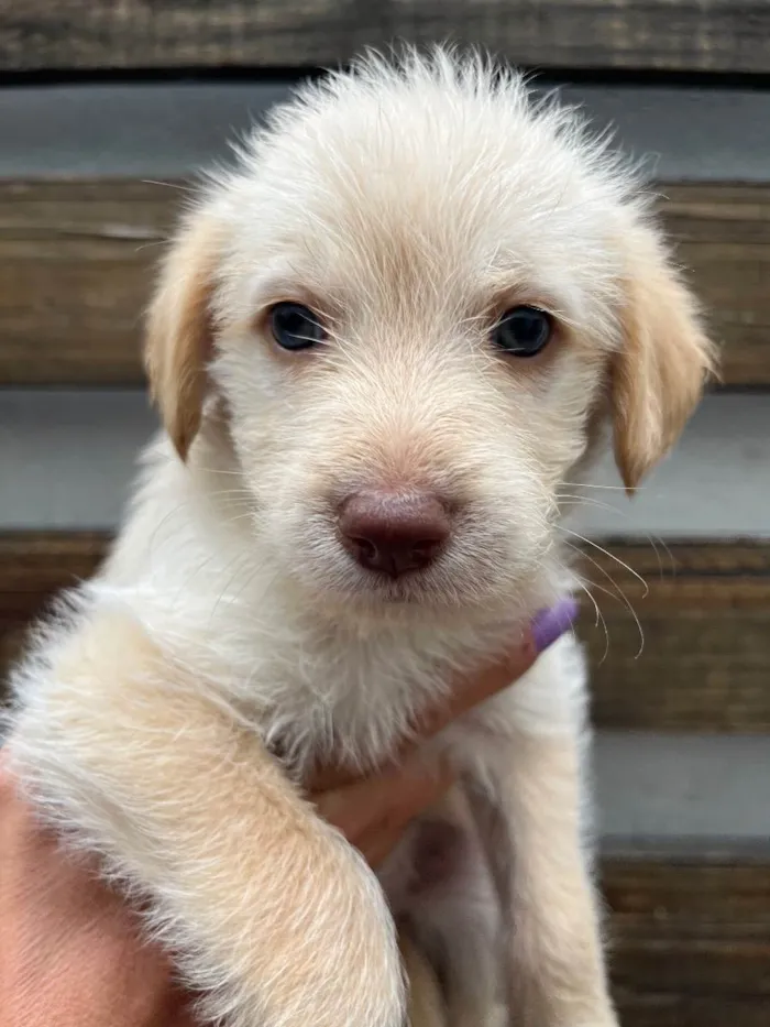 Cachorro raça SRD  idade Abaixo de 2 meses nome Sem Nome