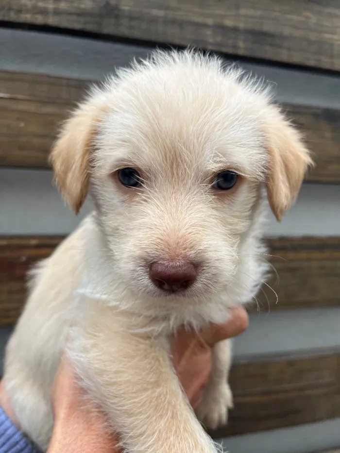 Cachorro raça SRD  idade Abaixo de 2 meses nome Sem Nome