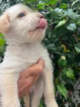 Cachorro raça SRD  idade Abaixo de 2 meses nome Sem Nome