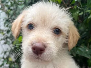 Cachorro raça SRD  idade Abaixo de 2 meses nome Sem Nome