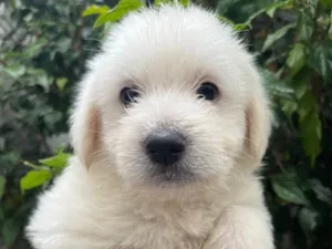 Cachorro raça SRD  idade Abaixo de 2 meses nome Sem Nome
