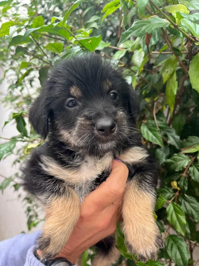 Cachorro raça SRD  idade Abaixo de 2 meses nome Sem Nome