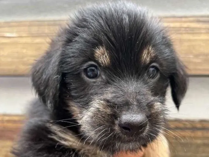 Cachorro raça SRD  idade Abaixo de 2 meses nome Sem Nome