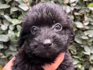 Cachorro raça SRD  idade Abaixo de 2 meses nome Sem Nome