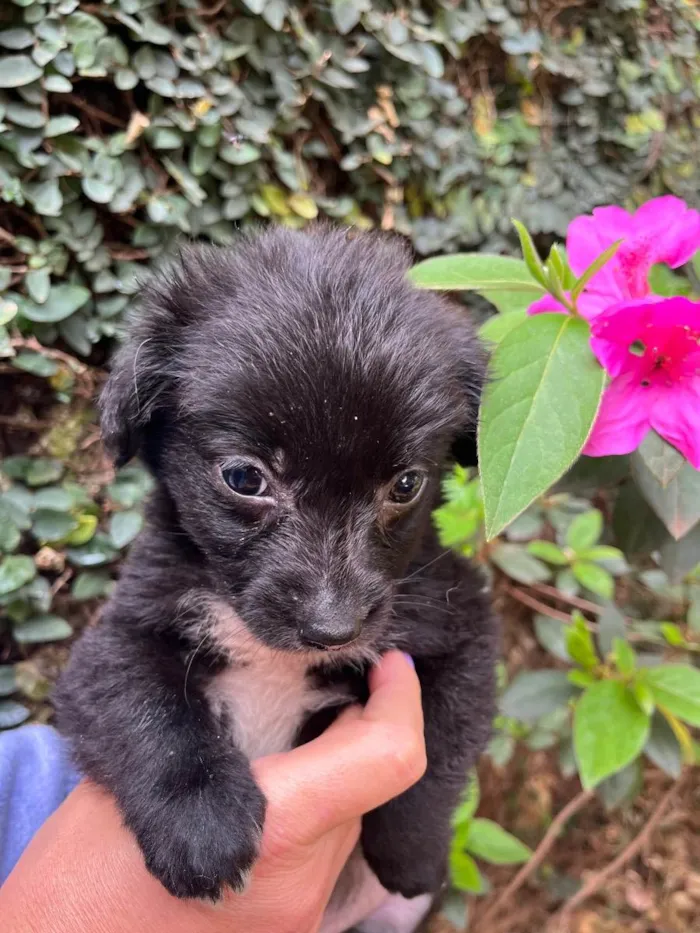 Cachorro raça SRD  idade Abaixo de 2 meses nome Sem Nome