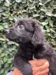 Cachorro raça SRD  idade Abaixo de 2 meses nome Sem Nome