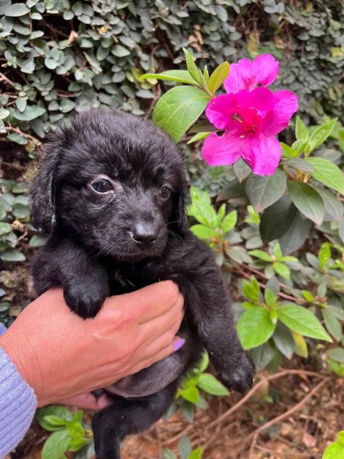 Cachorro raça SRD  idade Abaixo de 2 meses nome Sem Nome
