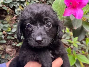 Cachorro raça SRD  idade Abaixo de 2 meses nome Sem Nome