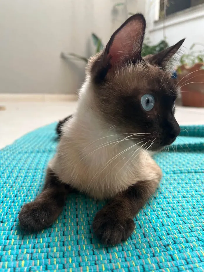 Gato ra a SRD (parece siamês) idade 1 ano nome Ruana