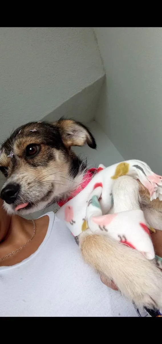 Cachorro ra a Vira-lata idade 2 anos nome Alice