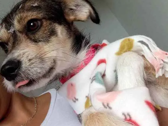 Cachorro ra a Vira-lata idade 2 anos nome Alice